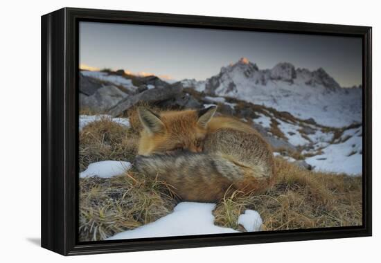 Close-Up of a Red Fox (Vulpes Vulpes) Resting-Benjamin Barthelemy-Framed Premier Image Canvas