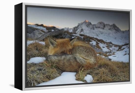 Close-Up of a Red Fox (Vulpes Vulpes) Resting-Benjamin Barthelemy-Framed Premier Image Canvas