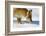 Close-Up of a Red Fox (Vulpes Vulpes) Sniffing-Benjamin Barthelemy-Framed Photographic Print