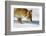 Close-Up of a Red Fox (Vulpes Vulpes) Sniffing-Benjamin Barthelemy-Framed Photographic Print