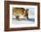 Close-Up of a Red Fox (Vulpes Vulpes) Sniffing-Benjamin Barthelemy-Framed Photographic Print