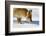 Close-Up of a Red Fox (Vulpes Vulpes) Sniffing-Benjamin Barthelemy-Framed Photographic Print