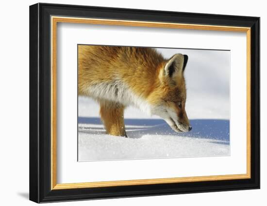 Close-Up of a Red Fox (Vulpes Vulpes) Sniffing-Benjamin Barthelemy-Framed Photographic Print