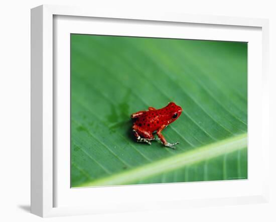 Close-up of a Red Frog, Boca Del Toro, Panama, Central America-Bruno Morandi-Framed Photographic Print