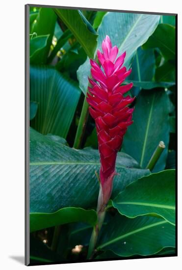 Close-up of a red ginger flower. Seychelles.-Sergio Pitamitz-Mounted Photographic Print