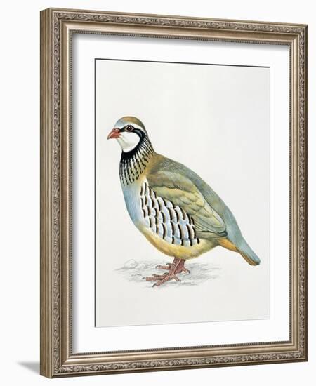 Close-Up of a Red Leg Partridge (Alectoris Rufa)-null-Framed Giclee Print