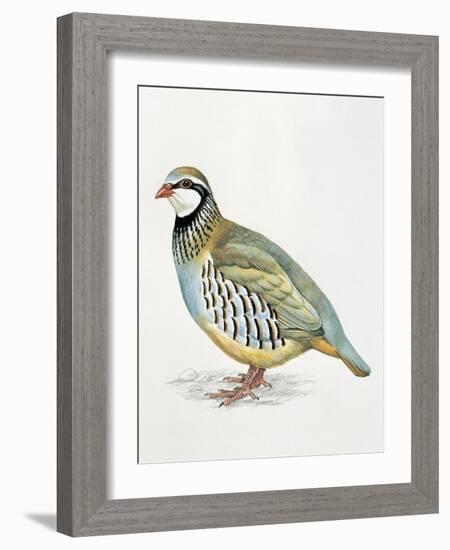 Close-Up of a Red Leg Partridge (Alectoris Rufa)-null-Framed Giclee Print