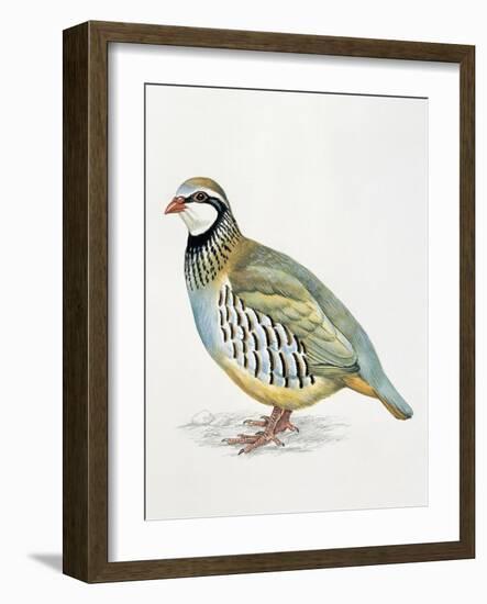 Close-Up of a Red Leg Partridge (Alectoris Rufa)-null-Framed Giclee Print