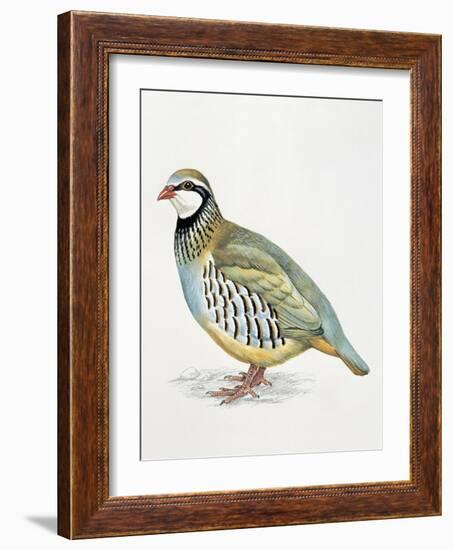 Close-Up of a Red Leg Partridge (Alectoris Rufa)-null-Framed Giclee Print