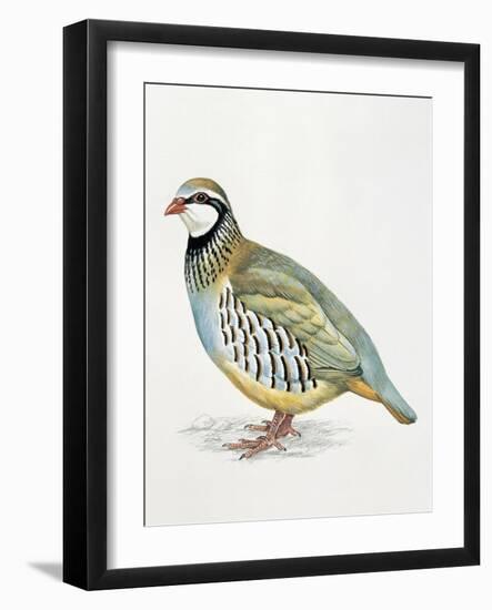 Close-Up of a Red Leg Partridge (Alectoris Rufa)-null-Framed Giclee Print