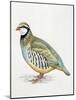 Close-Up of a Red Leg Partridge (Alectoris Rufa)-null-Mounted Giclee Print