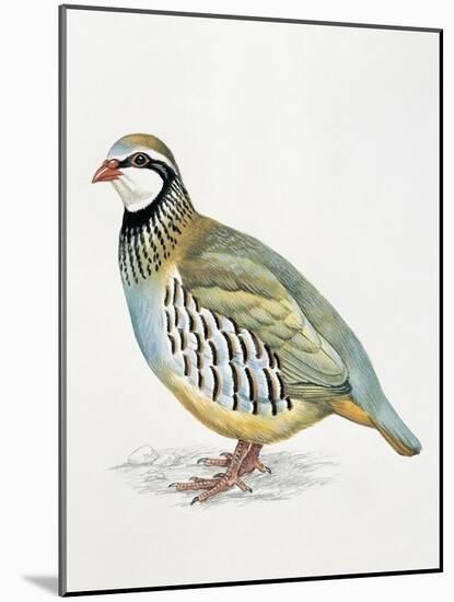 Close-Up of a Red Leg Partridge (Alectoris Rufa)-null-Mounted Giclee Print