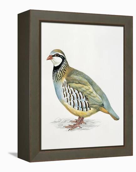 Close-Up of a Red Leg Partridge (Alectoris Rufa)-null-Framed Premier Image Canvas