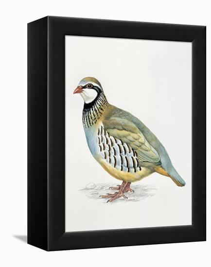 Close-Up of a Red Leg Partridge (Alectoris Rufa)-null-Framed Premier Image Canvas