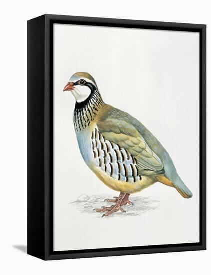 Close-Up of a Red Leg Partridge (Alectoris Rufa)-null-Framed Premier Image Canvas