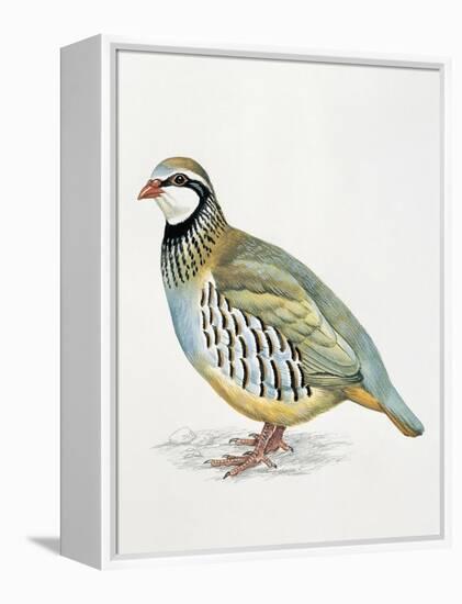 Close-Up of a Red Leg Partridge (Alectoris Rufa)-null-Framed Premier Image Canvas