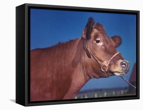 Close Up of a Red Poll Cow-Eliot Elisofon-Framed Premier Image Canvas