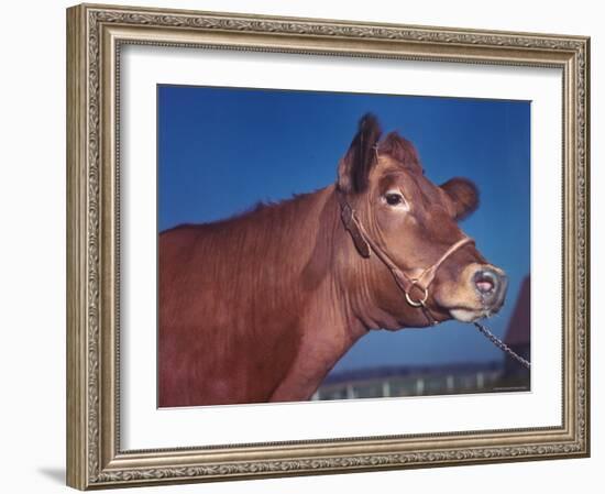 Close Up of a Red Poll Cow-Eliot Elisofon-Framed Photographic Print