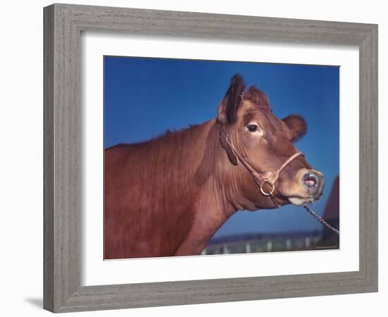 Close Up of a Red Poll Cow-Eliot Elisofon-Framed Photographic Print