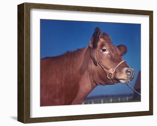 Close Up of a Red Poll Cow-Eliot Elisofon-Framed Photographic Print