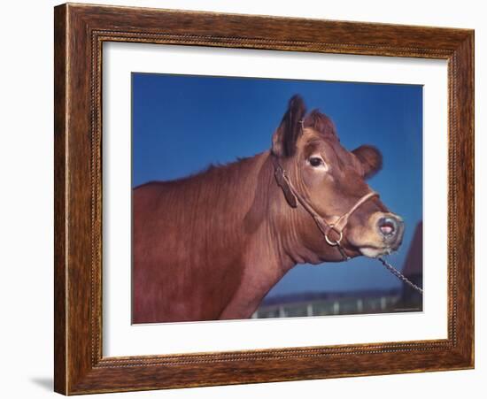 Close Up of a Red Poll Cow-Eliot Elisofon-Framed Photographic Print