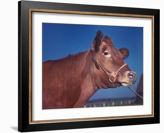 Close Up of a Red Poll Cow-Eliot Elisofon-Framed Photographic Print