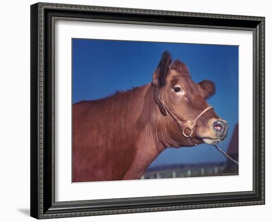 Close Up of a Red Poll Cow-Eliot Elisofon-Framed Photographic Print