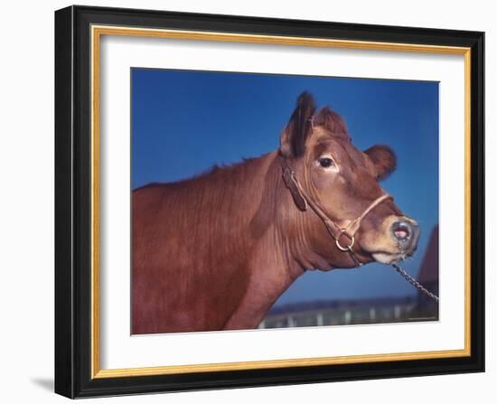 Close Up of a Red Poll Cow-Eliot Elisofon-Framed Photographic Print