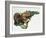 Close-Up of a Red Squirrel Eating a Nut (Sciurus Vulgaris)-null-Framed Giclee Print