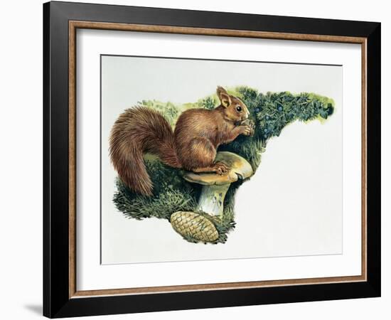 Close-Up of a Red Squirrel Eating a Nut (Sciurus Vulgaris)-null-Framed Giclee Print