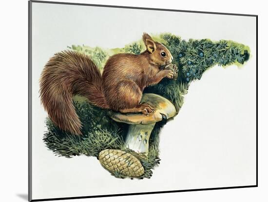 Close-Up of a Red Squirrel Eating a Nut (Sciurus Vulgaris)-null-Mounted Giclee Print