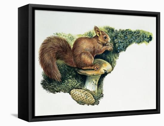 Close-Up of a Red Squirrel Eating a Nut (Sciurus Vulgaris)-null-Framed Premier Image Canvas