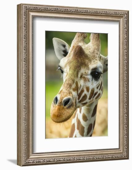 Close-up of a Reticulated Giraffe at the Jacksonville Zoo-Rona Schwarz-Framed Photographic Print