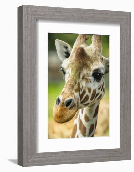 Close-up of a Reticulated Giraffe at the Jacksonville Zoo-Rona Schwarz-Framed Photographic Print