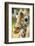 Close-up of a Reticulated Giraffe at the Jacksonville Zoo-Rona Schwarz-Framed Photographic Print