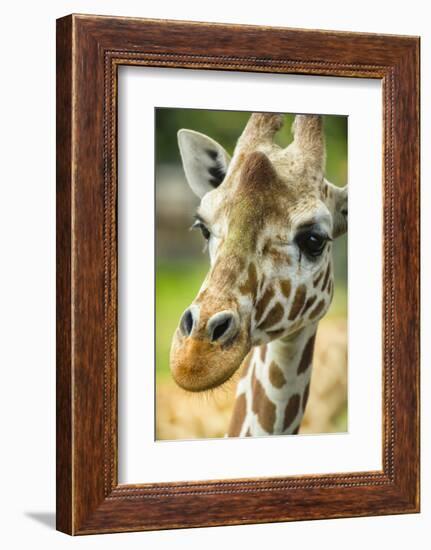 Close-up of a Reticulated Giraffe at the Jacksonville Zoo-Rona Schwarz-Framed Photographic Print