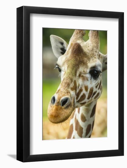 Close-up of a Reticulated Giraffe at the Jacksonville Zoo-Rona Schwarz-Framed Photographic Print