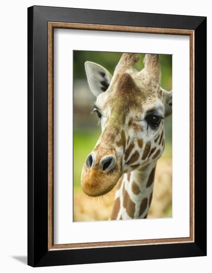 Close-up of a Reticulated Giraffe at the Jacksonville Zoo-Rona Schwarz-Framed Photographic Print