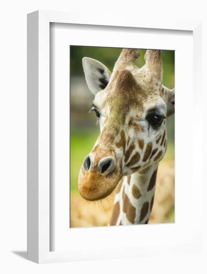 Close-up of a Reticulated Giraffe at the Jacksonville Zoo-Rona Schwarz-Framed Photographic Print