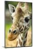 Close-up of a Reticulated Giraffe at the Jacksonville Zoo-Rona Schwarz-Mounted Photographic Print