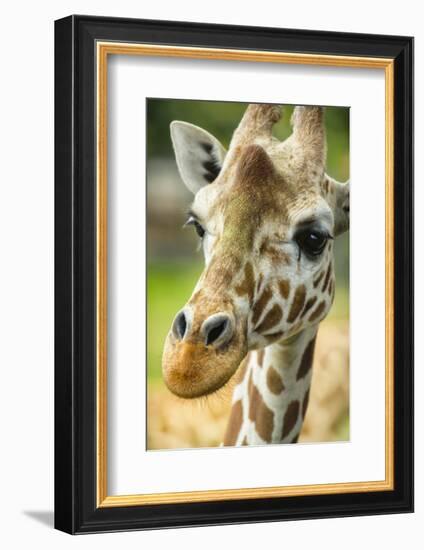 Close-up of a Reticulated Giraffe at the Jacksonville Zoo-Rona Schwarz-Framed Photographic Print