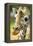 Close-up of a Reticulated Giraffe at the Jacksonville Zoo-Rona Schwarz-Framed Premier Image Canvas