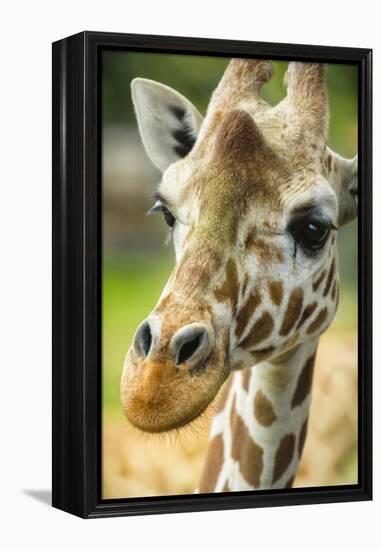 Close-up of a Reticulated Giraffe at the Jacksonville Zoo-Rona Schwarz-Framed Premier Image Canvas