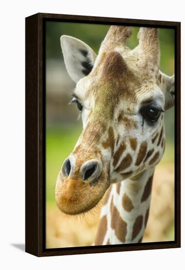 Close-up of a Reticulated Giraffe at the Jacksonville Zoo-Rona Schwarz-Framed Premier Image Canvas