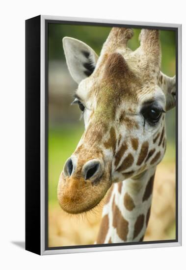 Close-up of a Reticulated Giraffe at the Jacksonville Zoo-Rona Schwarz-Framed Premier Image Canvas