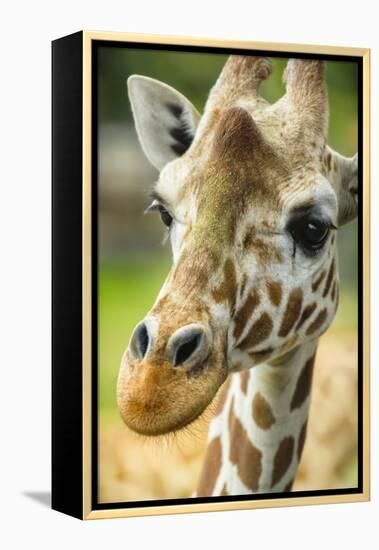 Close-up of a Reticulated Giraffe at the Jacksonville Zoo-Rona Schwarz-Framed Premier Image Canvas