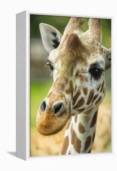 Close-up of a Reticulated Giraffe at the Jacksonville Zoo-Rona Schwarz-Framed Premier Image Canvas