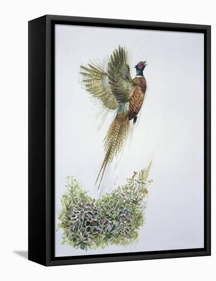 Close-Up of a Ring-Necked Pheasant Flying (Phasianus Colchicus)-null-Framed Premier Image Canvas