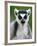 Close-Up of a Ring-Tailed Lemur, Berenty, Madagascar-null-Framed Photographic Print