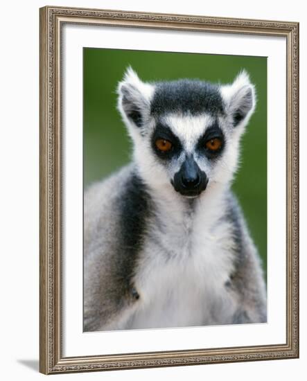 Close-Up of a Ring-Tailed Lemur, Berenty, Madagascar-null-Framed Photographic Print